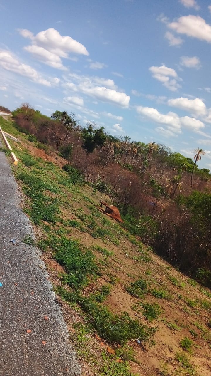 Grave accidente en la carretera Bioceánica Un vehículo chocó contra un