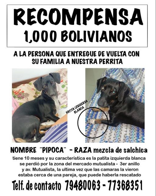 AyudemosAencontrarlo Se extravió PIPOCA una mascota que se perdió por