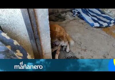 Brutalidad y crueldad: Balean al perrito “Leo”| Cochabamba| El Mañanero