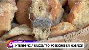 #LaPaz | Encuentran roedores en hornos.