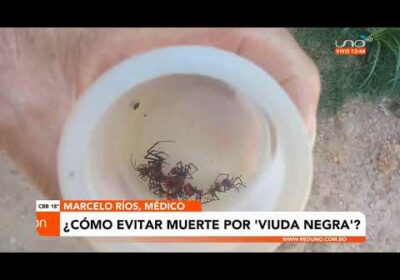 Lo que debemos saber sobre la «VIUDA NEGRA»