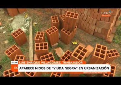 Vecinos encuentran nidos de «Viuda Negra»