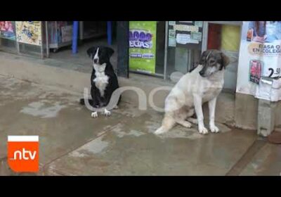 Demolerán casitas de perros en el barrio “Primero de Mayo”| Cochabamba| Notivisión