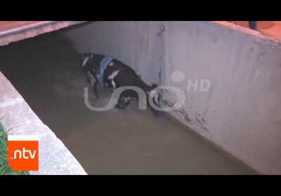 Una vaca cayó en una torrentera| Cochabamba| Notivisión