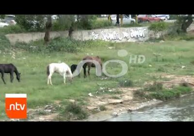 Caballos y jumentos son dejados en el río Rocha, sin ningún cuidado