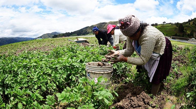 ¿Quién alimenta a Bolivia? El papel clave de la agricultura familiar campesina