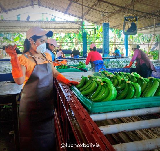 Gobierno destinó Bs 71 millones para mejorar la calidad, cantidad y variedad de banana y piña para este año
