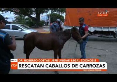 Zoonosis rescata caballos utilizados para trabajo