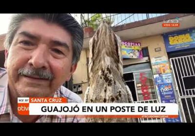 Un vecino grabó a un guajojó posado sobre un poste de luz