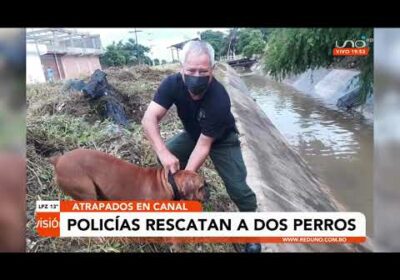 Rescatan a dos perros de un canal de drenaje