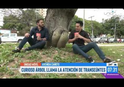 ¡Final inesperado! El árbol nalgón, Ian y Ronico fueron a ver el árbol con pompis