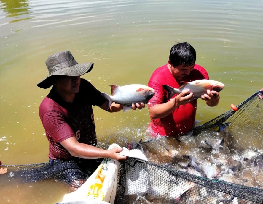 Piscicultores del Trópico de Cochabamba disponen de unas 4.000 toneladas de pescado para ofrecer al mercado