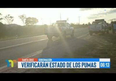 Pumas encontrados en la propiedad de Misael Nallar quedarán bajo el resguardo de la Gobernación