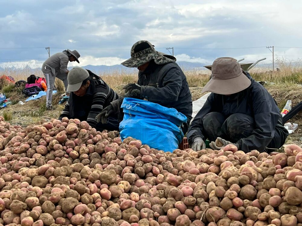 Destinan presupuesto adicional de Bs 15,5 millones para indemnizar por pérdida de cosechas