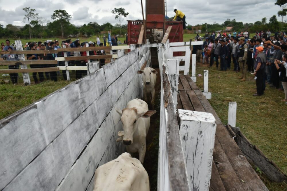 Gobierno entrega 2.680 vaquillas a pequeños productores de Yapacaní