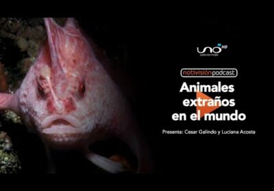 NTV Podcast Ep. 47:  Animales extraños en el mundo
