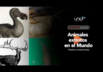 NTV Podcast Ep. 56: Animales en peligro de extinción
