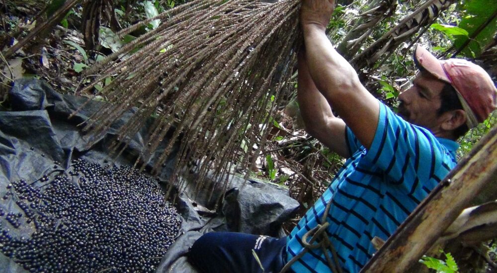 Presidente anuncia industrialización de “súper” frutos amazónicos y garantiza Bs 95 millones para el proyecto