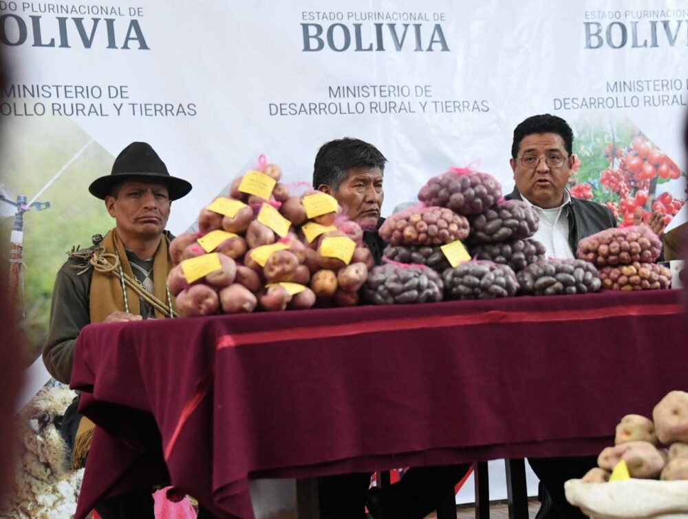 Gobierno organiza feria en La Paz para la venta de papa, la arroba estará entre Bs 50 y Bs 55