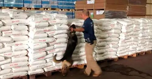 Golpe histórico contra el narcotráfico en Brasil: incautaron 170 toneladas del principal insumo para procesar cocaína