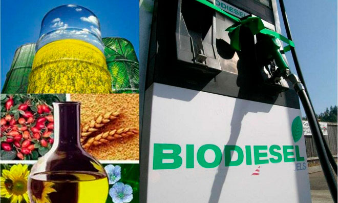 Biodiésel: Bolivia apunta a importar plantas aceiteras de tres países y tiene identificadas zonas de potencial producción