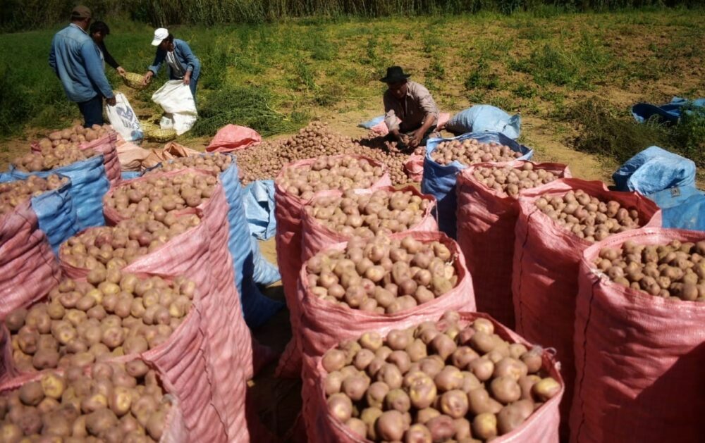 OAP: Precio de productos agrícolas se mantiene en mercados del eje central