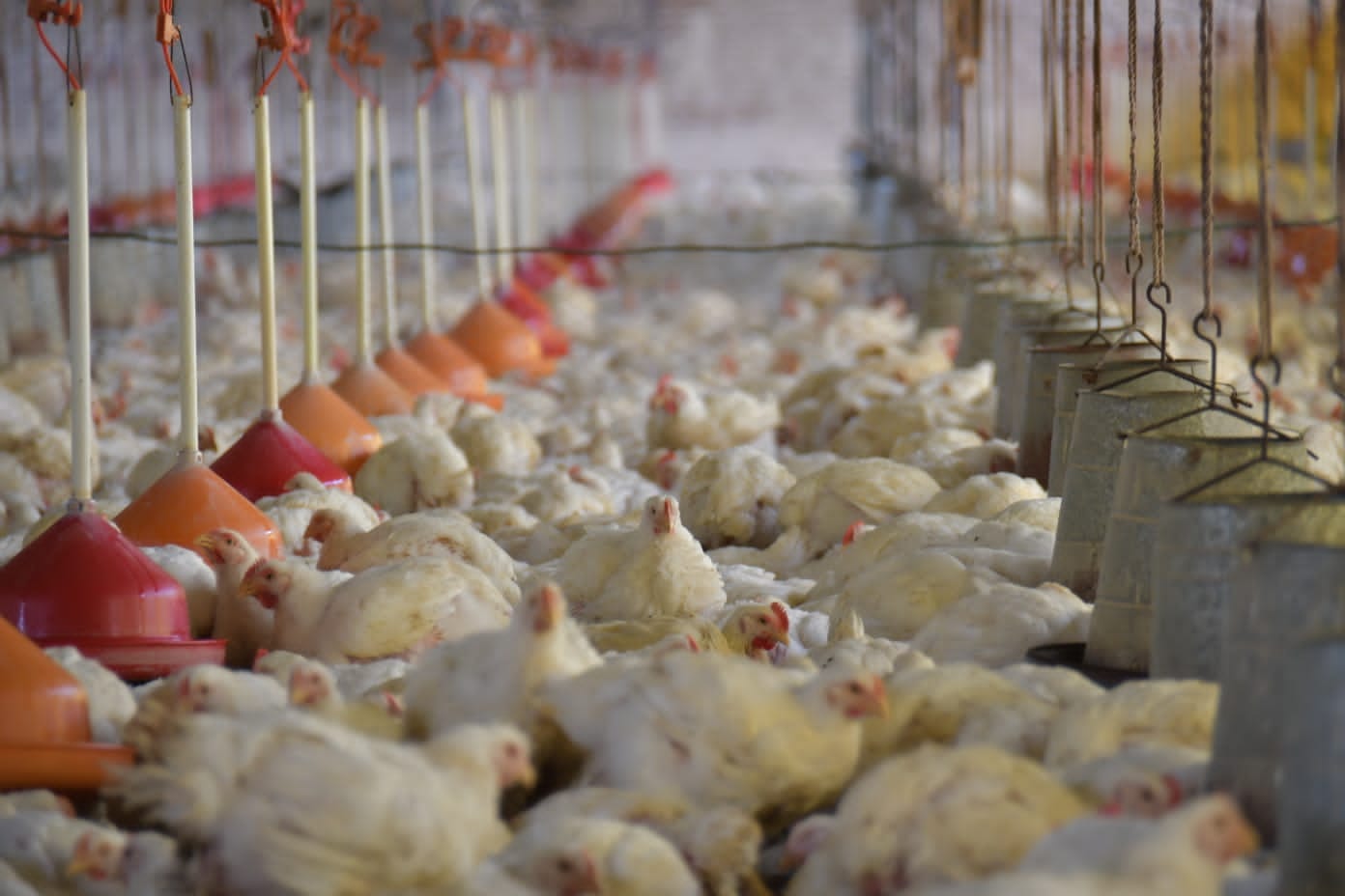 CAO alerta que efectos negativos del paro en Santa Cruz se extenderán hasta 2023