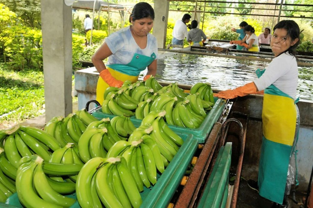 El Gobierno nacional prevé implementar nuevos proyectos productivos. Archivo.