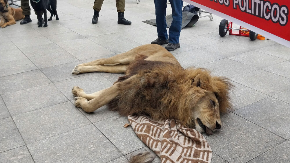 En señal de protesta contra el Gobierno, el dueño de un zoológico dejó el cuerpo de un león muerto frente al palacio presidencial de Chile (AP)