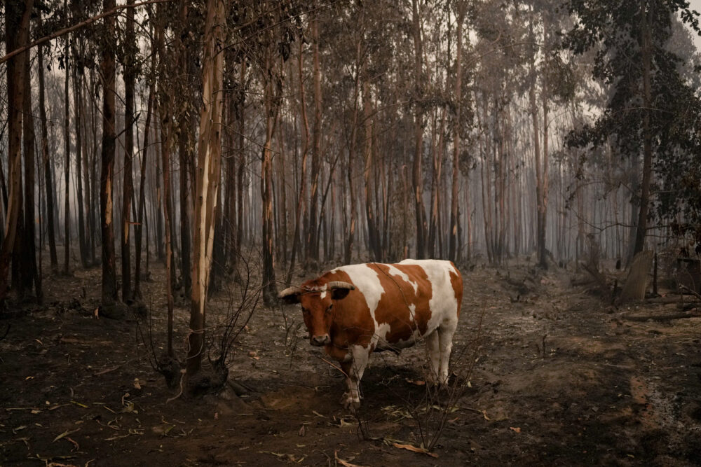 Los incendios que se propagan por el sur y el centro de Chile han provocado evacuaciones y la declaración del estado de emergencia en algunas regiones (AP Foto/Matias Delacroix)