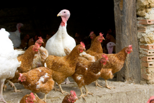 A Ecuador arribaron 4 millones de dosis que serán inoculadas a las aves de las granjas que cumplan con las medidas de bioseguridad requeridas por las autoridades.