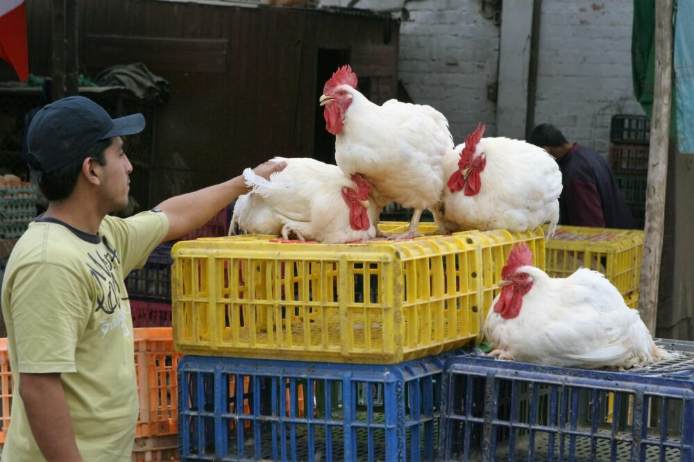 Hasta enero alrededor de 800.000 aves de Ecuador se contagiaron de la influenza. (Andina)