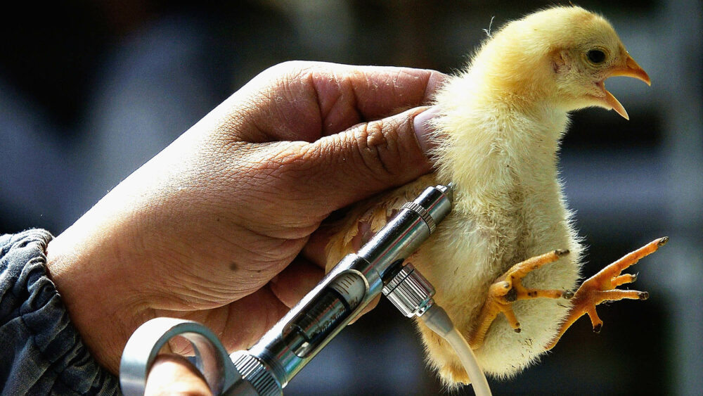 La vacuna promete disminuir las muertes de las poblaciones aviares del 80% al 40 %. (China Photos/Getty Images)