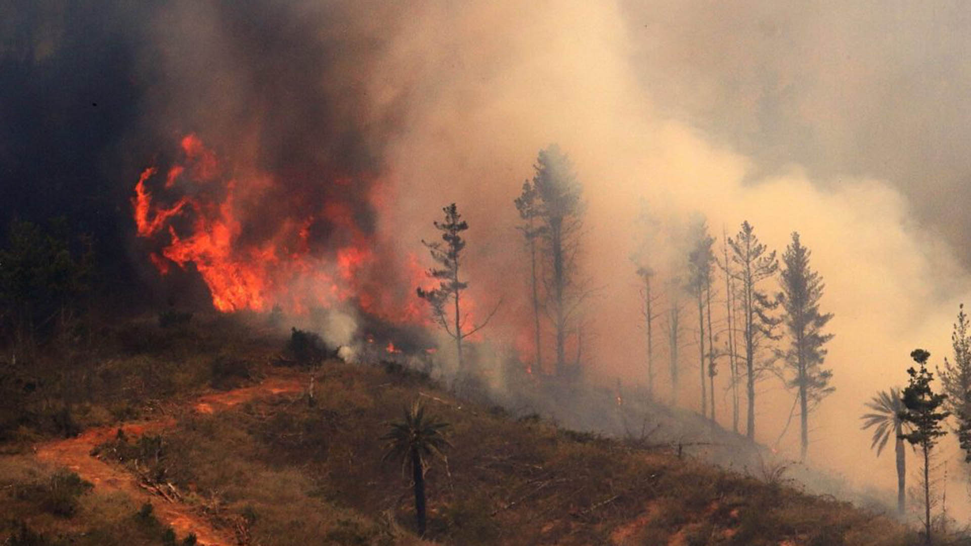 Según la Corporación Nacional Forestal (Conaf), un 25% de los incendios en la zona centro-sur de Chile son intencionales. 