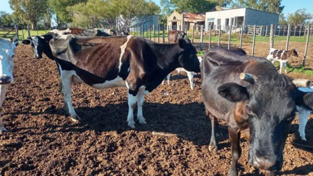 Sequía en Uruguay