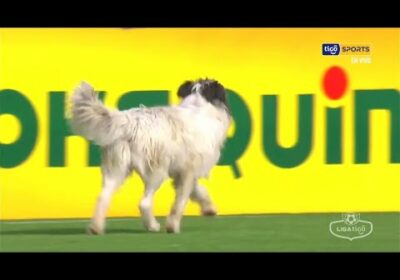 🏆 ¡Una visita inesperada en Villa Ingenio! Un perrito ingresó al campo de juego y demoró el inicio.