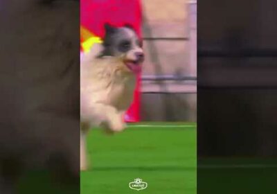 ¡El perrito 🐶 hace lo que quiere! #TigoSportsBolivia #LigaTigo