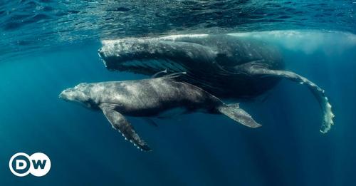 Extraordinario video muestra a ballena amamantando a su cría – DW – 05/07/2023