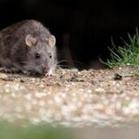 LA PAZ- SEDES EMITE ALERTA ROJA POR HANTAVIRUS, HAY DOS FALLECIDOS
