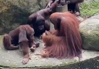 🦧 | Un orangután le enseña a sus amigos cómo utilizar piedras como herramientas…