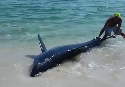 🇺🇲🦈 | Bañistas regresan al mar a un tiburón Mako varado en la costa…