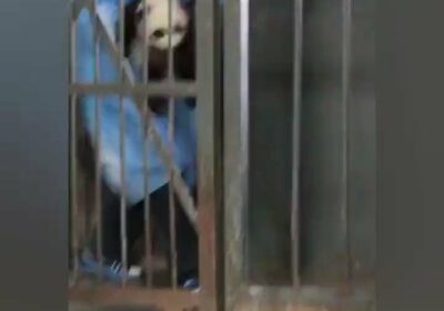 | Un bebé panda estuvo separado un tiempo de su madre para recibir tratamiento…