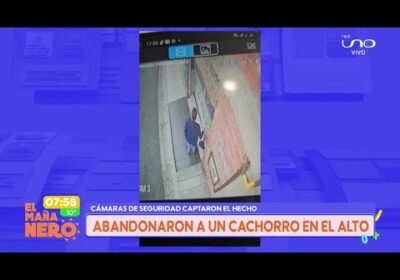 Mujer abandonó a un cachorro y el hecho fue captado en cámaras