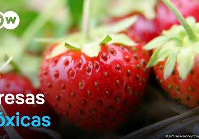 Los peruanos consumen fresas con altos niveles de pesticidas Así lo reveló un estudio…