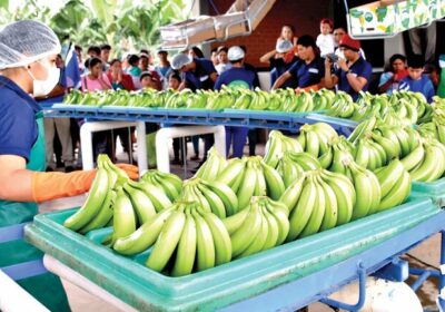 Junto a Agustín Conde, ejecutivo de los productores de banana del Trópico de Cochabamba…