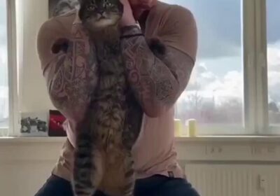 🇺🇸 | Este quiropráctico sorprende con tratamientos a animales; sus graciosas reacciones se vuelven…