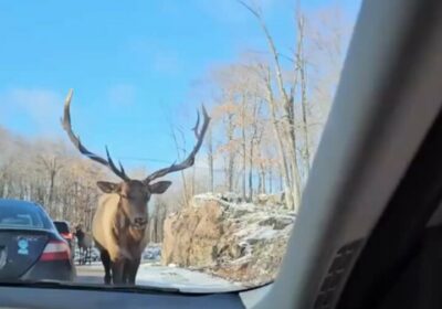 🦌 | ¿Trajo para el peaje?, ¿si? Pues pase adelante y bienvenidos