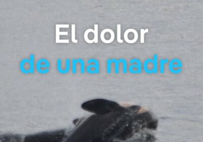 Avistan a orca «de duelo» en costa este de Estados Unidos Una mamá orca…