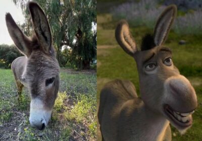 🇺🇸 | LO ÚLTIMO Perry, el animal que sirvió como modelo real para el…