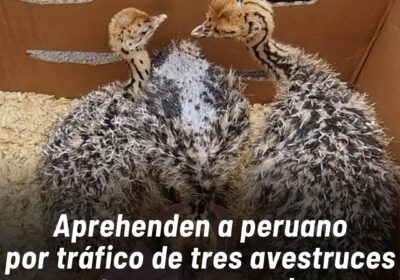 Un hombre de nacionalidad peruana fue aprehendido trasladando de forma ilegal avestruces y pavos…